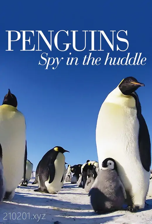 企鹅群里有特务(Penguins - Spy in the Huddle).webp