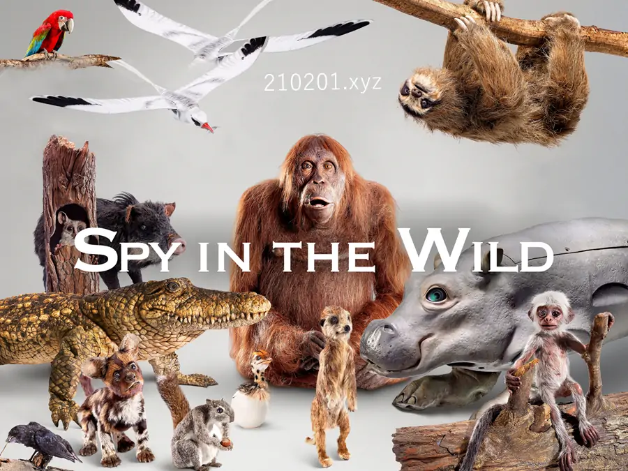 荒野间谍(Spy in the Wild).webp