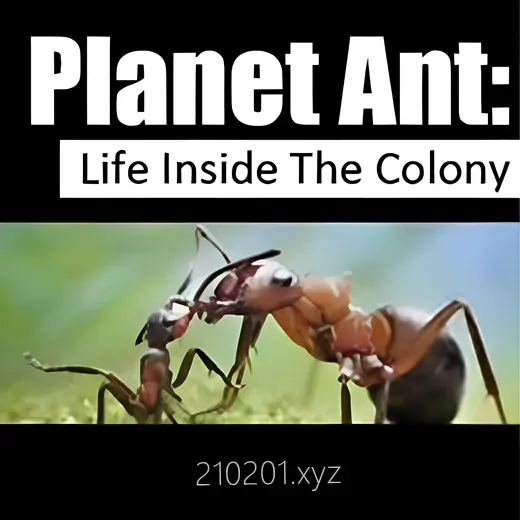 蚂蚁星球(蚂蚁国度).webp