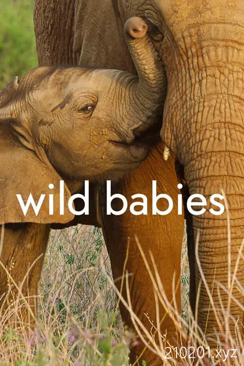 野生动物宝宝(Wild Babies).webp