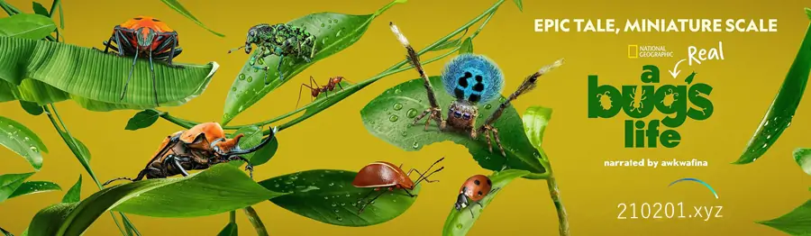 虫虫历险记（A Real Bugs Life）.webp